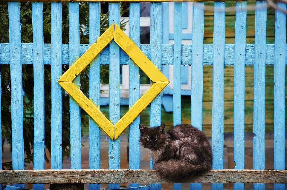 Психолог считает, что животных нужно любить, но в меру Фото: Светлана МАКОВЕЕВА