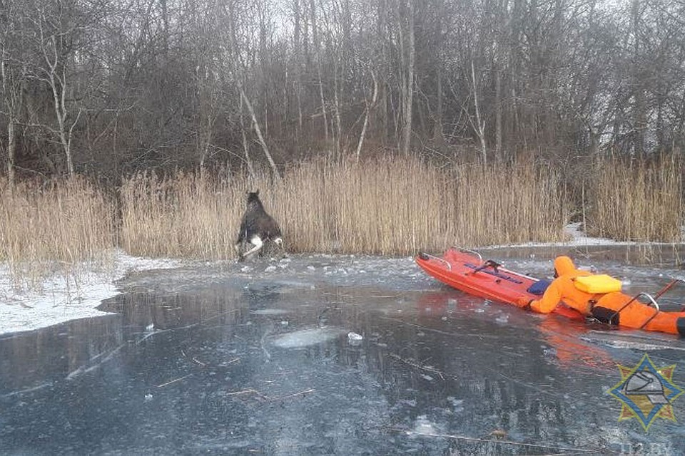 Лосю помогли выбраться из-подо льда. Фото: mchs.gov.by