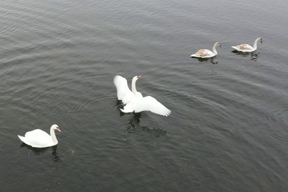 Вода в Клебан-Быкском водохранилище не замерзла и стая лебедей осталась зимовать. Фото: Facebook/Клебан-Бык