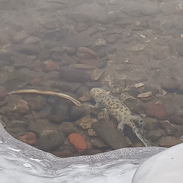 Прямо в ледяной воде. Фото: Исай, Яплакалъ.