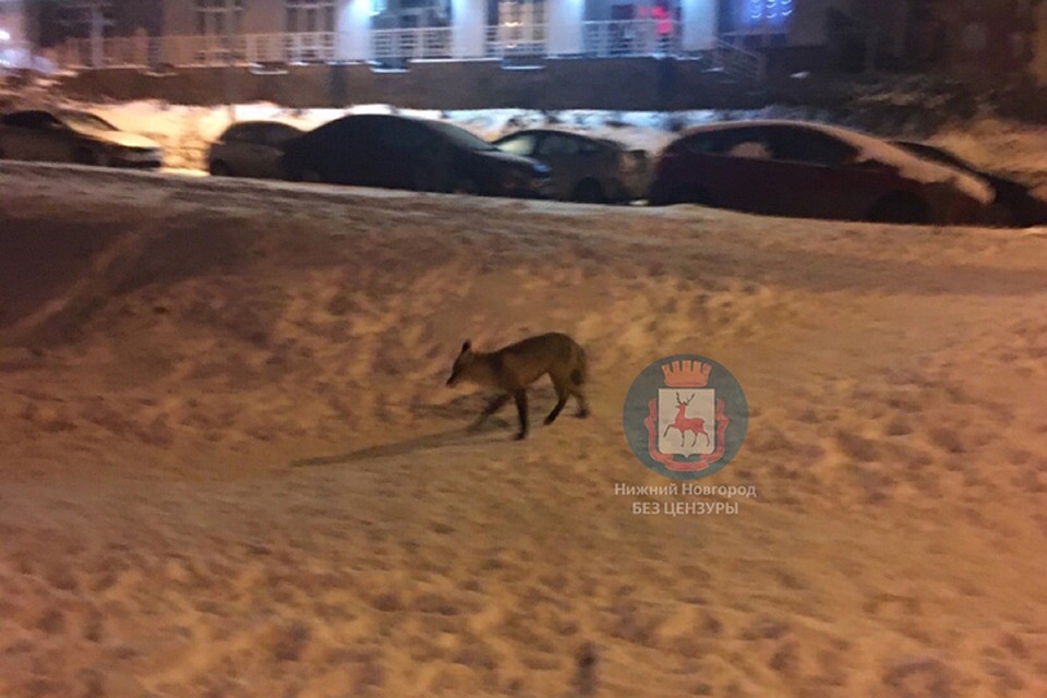 Сюда плутовка приходит поживиться чем-нибудь съестным. ФОТО: "Нижний Новгород. Без цензуры"