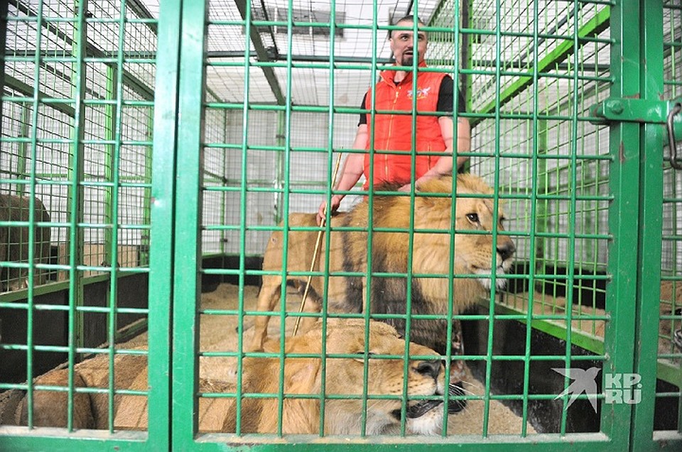 Животным нужно "остыть" Фото: Алексей БУЛАТОВ
