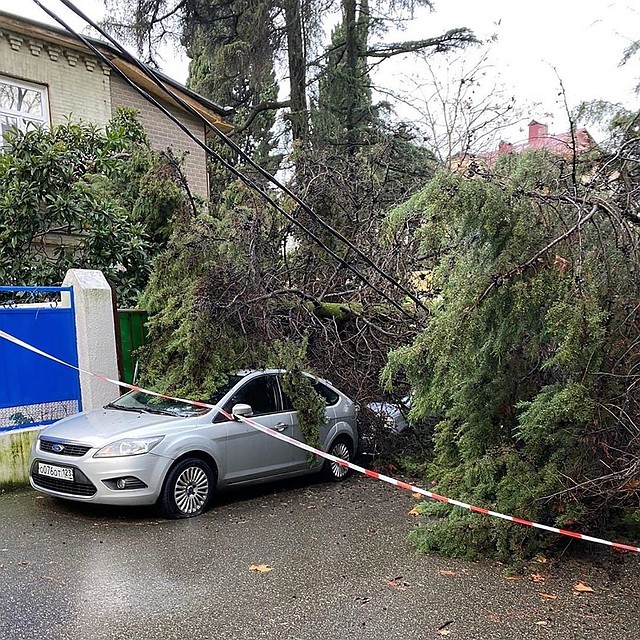 В Сочи на припаркованные автомобили упало дерево. Фото: ЧП Сочи