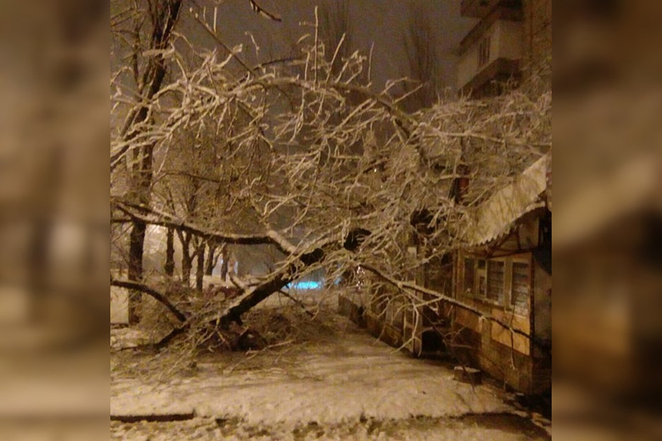 Дончане выкладывают в соцсети фотографии упавших деревьях и негодуют из-за непогоды. Фото: vk.com / Сергей Бондарь