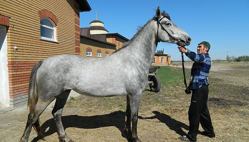 Кобыла Богиня восхищает гостей конезавода. Фото: «Алтайский конный завод»