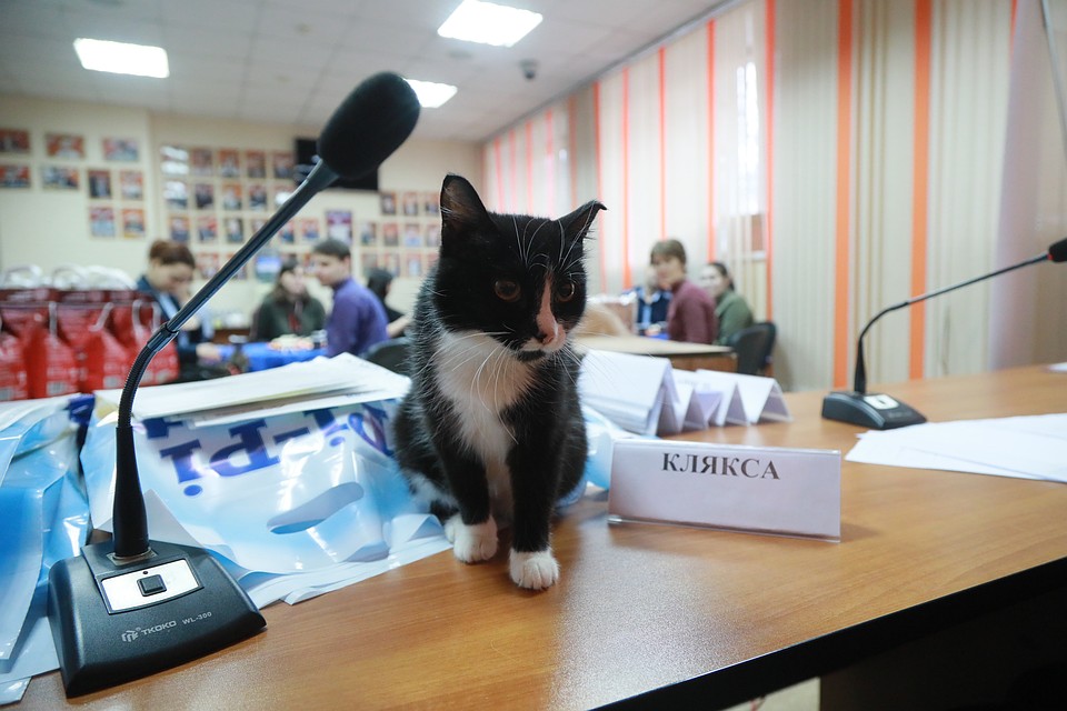Клякса сразу нашла для себя уютное местечко Фото: Мария ЛЕНЦ