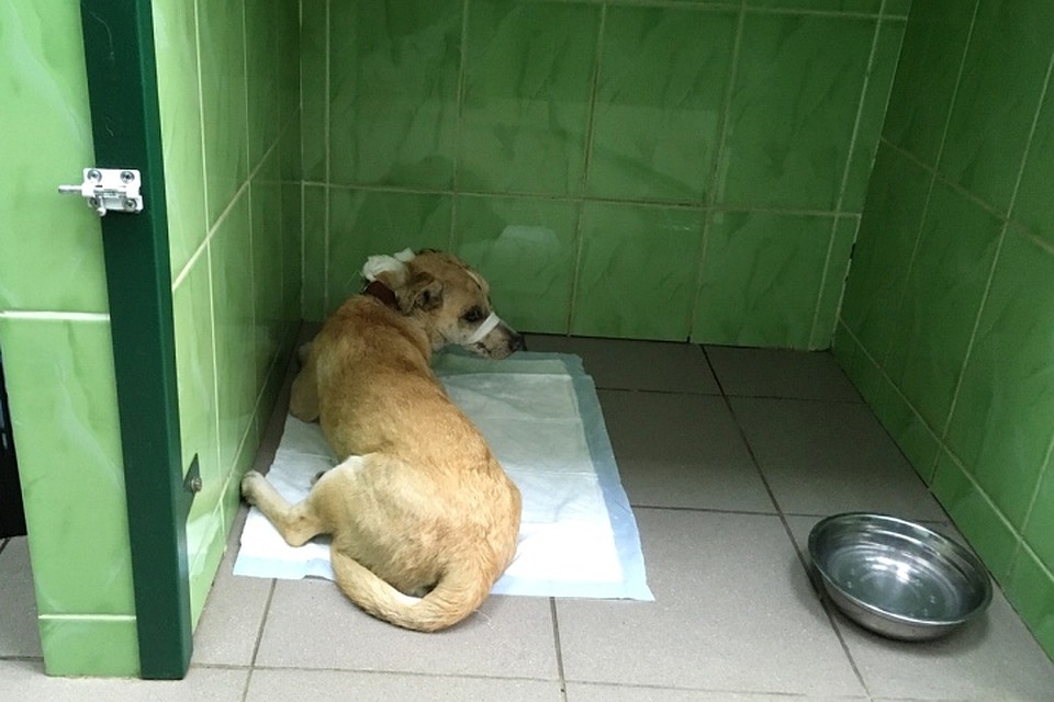 Пес находится в клинике и даже не подозревает, сколько людей ему хотят помочь. ФОТО: Руслан Зотов