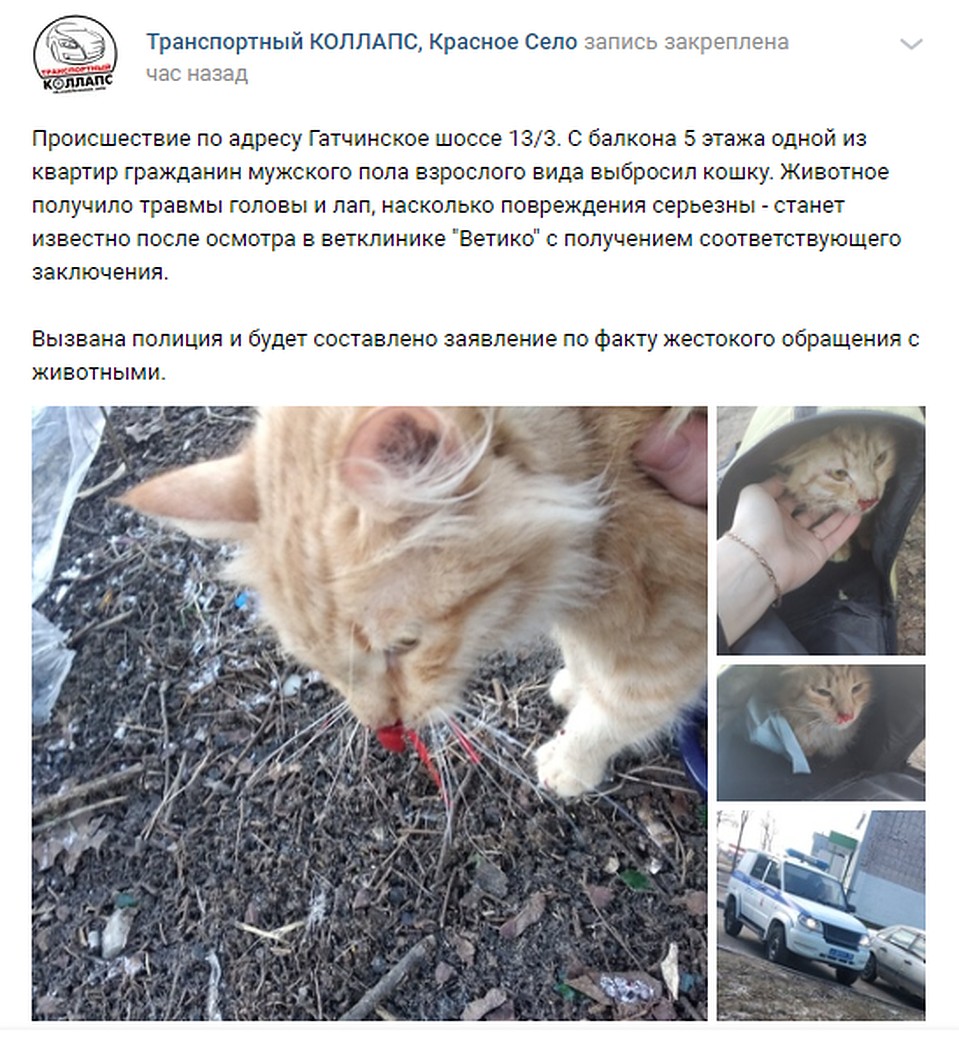 О жестоком обращении с животным свидетели произошедшего рассказали в социальной сети Фото: СОЦСЕТИ