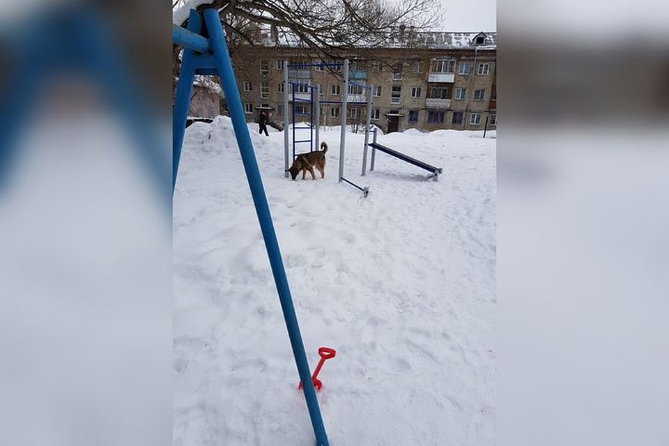 Животных сибиряки замечали и на детской площадке. Фото: предоставлено героем материала