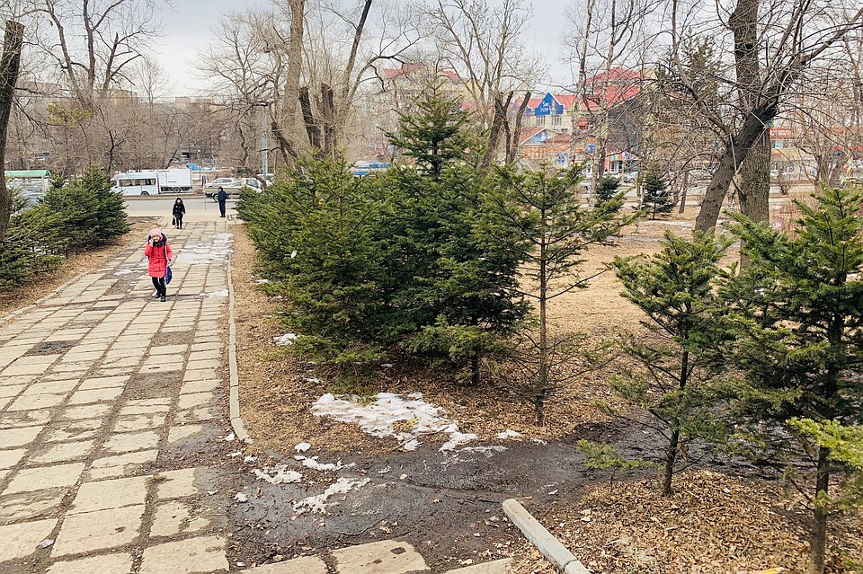 Десять хвойных красавиц, посаженных, кстати, без разрешения хозяина участка, придется, согласно проекту, срубить Фото: Алексей САМУСЬКОВ