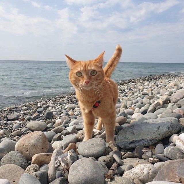 Путешественница уже побывала на пляже. Фото: instagram.com/valery_cat