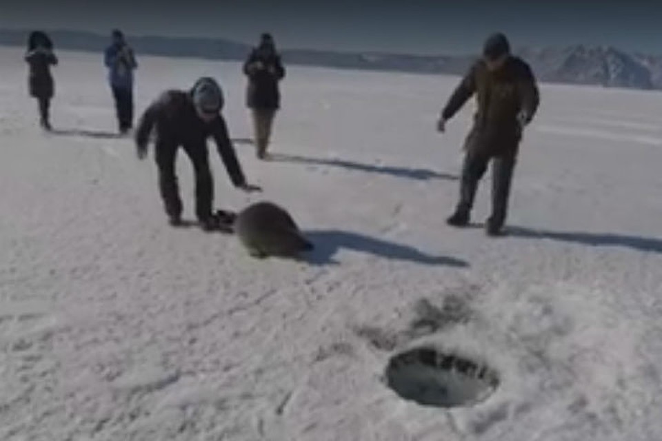 Так туристы помогали нерпе добраться до лунки. Фото: Игорь ШРАМКО.