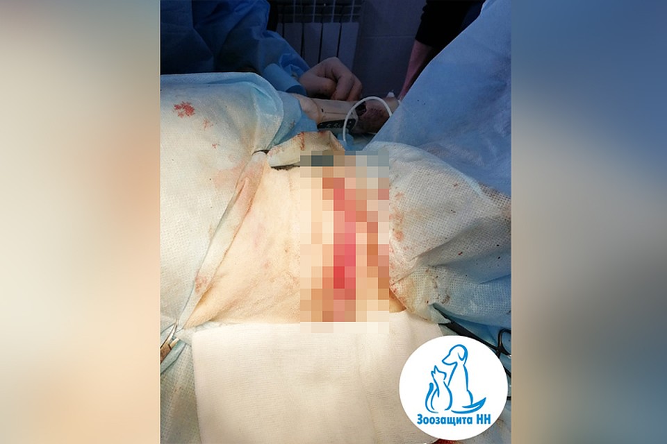 Шов на шее собаки получился очень аккуратным. Фото: https://vk.com/nnzoozashita