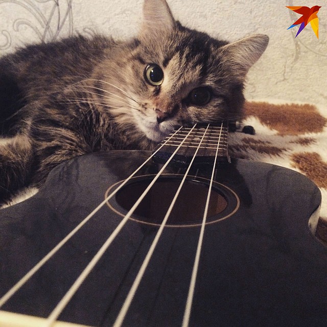 ... отдыхает с котиками...