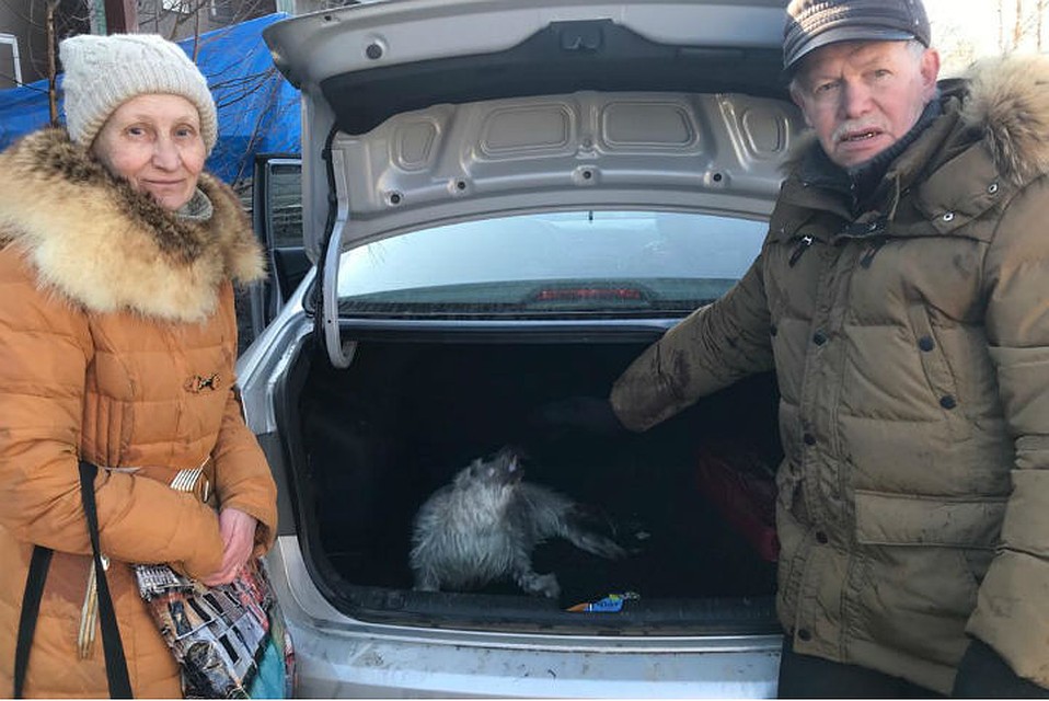 Нерпята в поисках помощи приползают к людям на частные участки / Фото: Водоканал