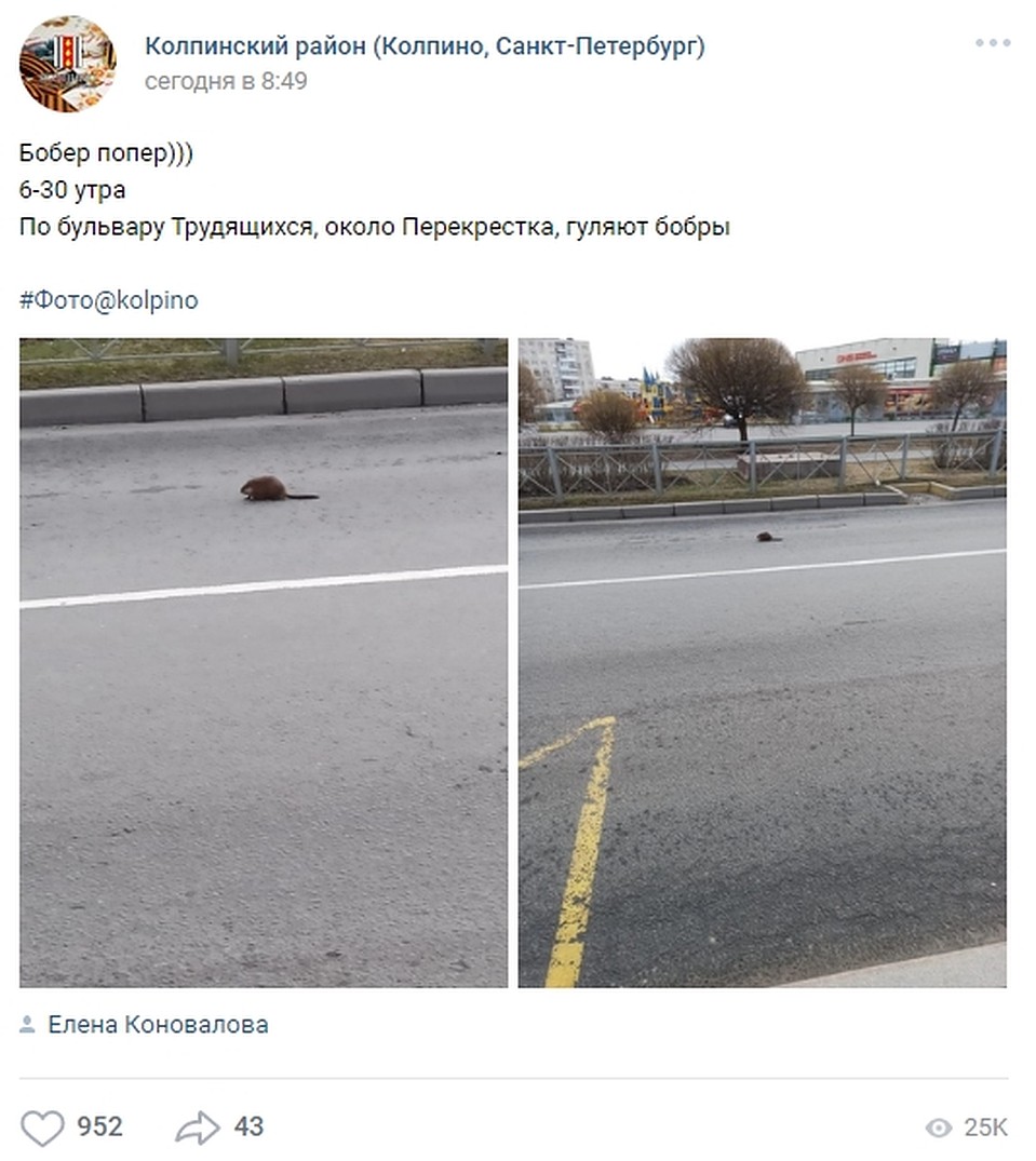 Трогательный рассказ об ондатре появился в соцсетях. Фото: vk.com/kolpino