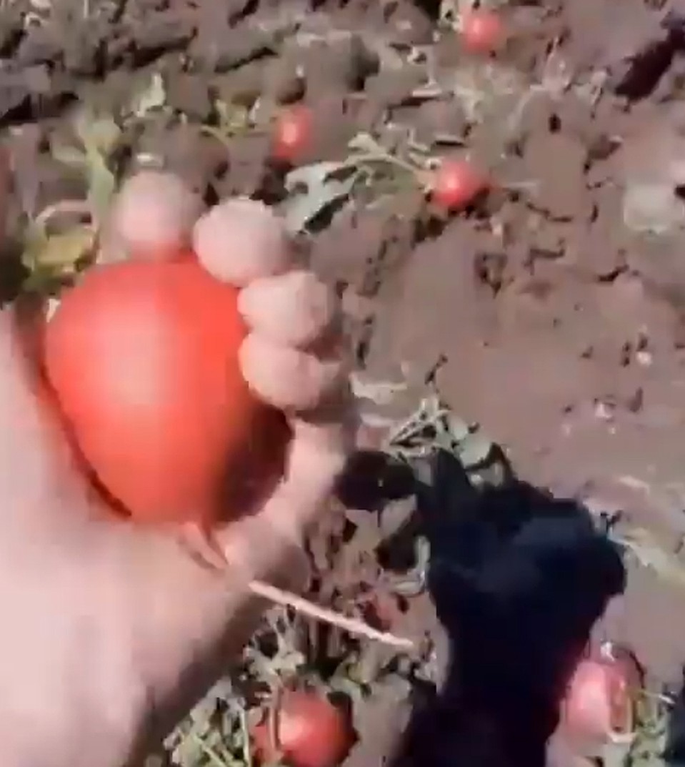 Редиска уродилась хорошая. Размером с яблоко