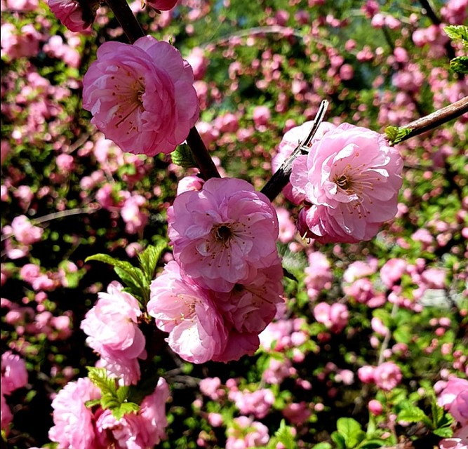 Полностью сакура распустилась 9 мая. Фото: Игорь Клеин.
