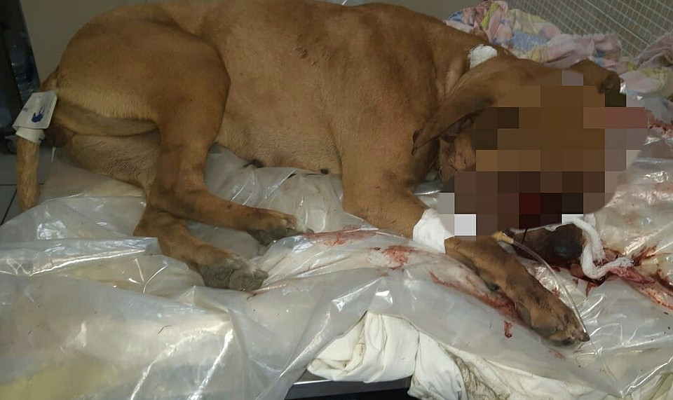 Сейчас покалеченное животное находится в больнице в тяжелом состоянии. Фото: «Теремок Омск»