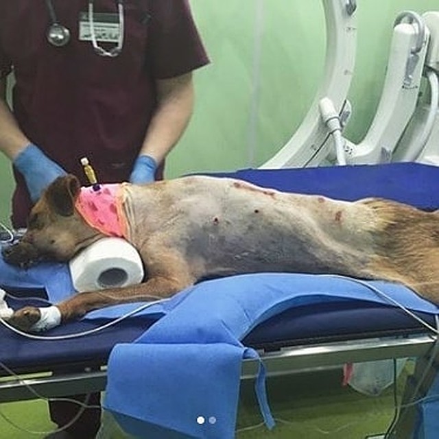 Пострадавшему псу провели несколько операций. Фото: instagram.com/zoogelendzhik