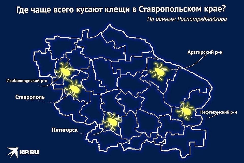 Ранее «КП-Северный Кавказ» писала, что на Ставрополье клещи являются переносчиками двух заболеваний Фото: Виктория ЛЕШУКОВИЧ
