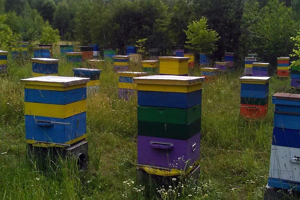 Пасека - источник дохода, но многое зависит от внешних факторов. Фото из архива Сергея Левина.