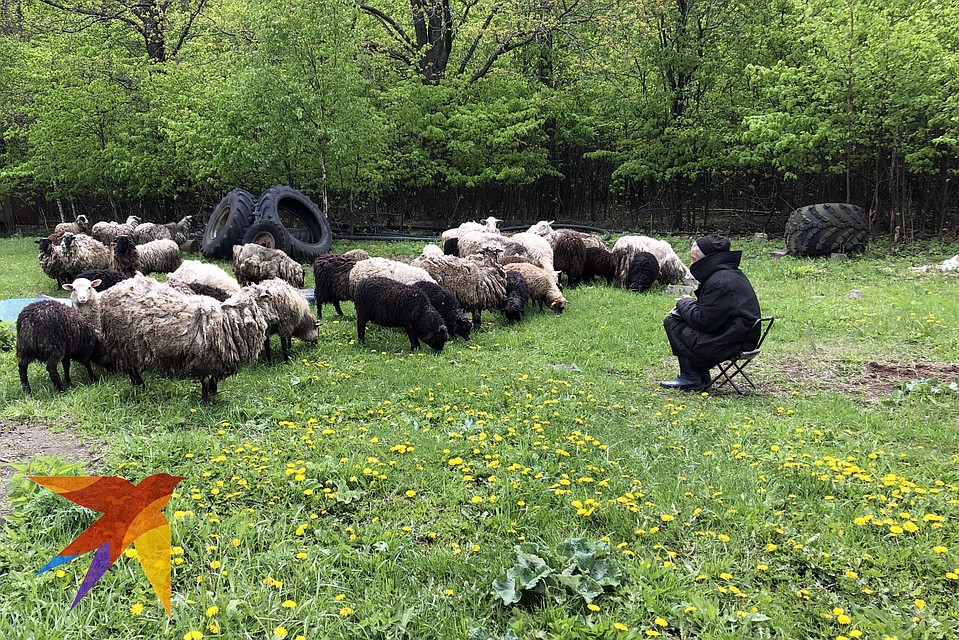 Отара овец помогает Королеву пополнять семейный бюджет - не более. Фото: Павел АВЕРИН