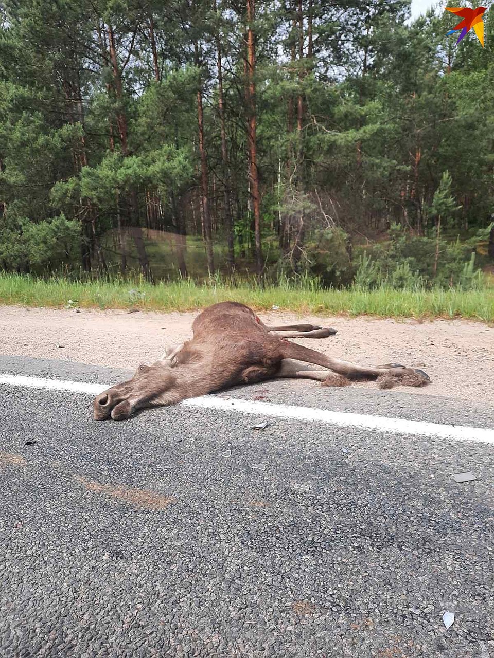 Дикое животное выбежало на дорогу Солигорск - Микашевичи. Фото: Дмитрий ЛАСЬКО