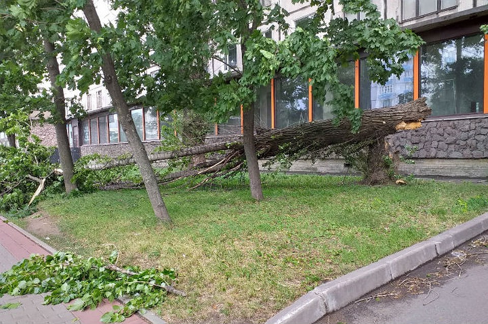Ветер не пощадил даже мощные деревья Фото: СОЦСЕТИ
