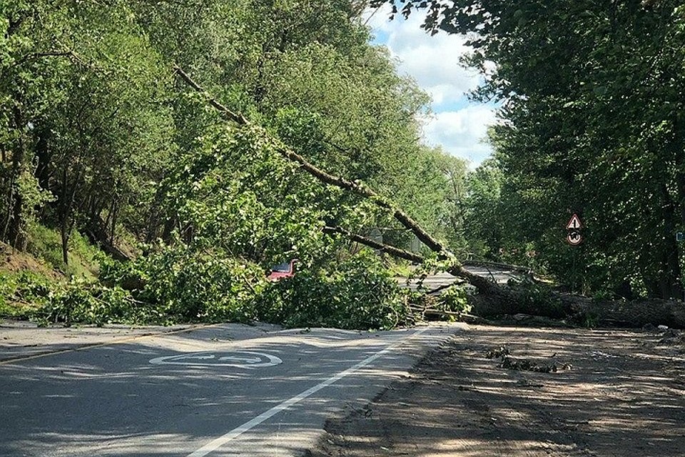 А на Колтушском шоссе рухнуло дерево. Фото: vk.com/spb_today