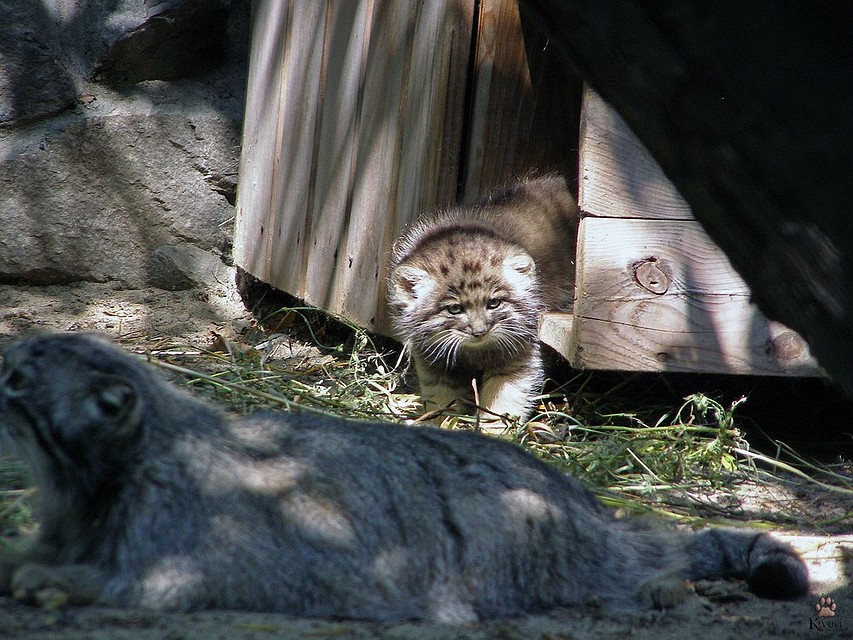 Манулы начинают выходить из убежища. Фото: instagram.com/kivu1i