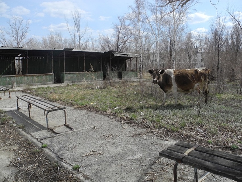 Запустение. Коровы ходят по пустому городу… Фото: Ульяна СКОЙБЕДА