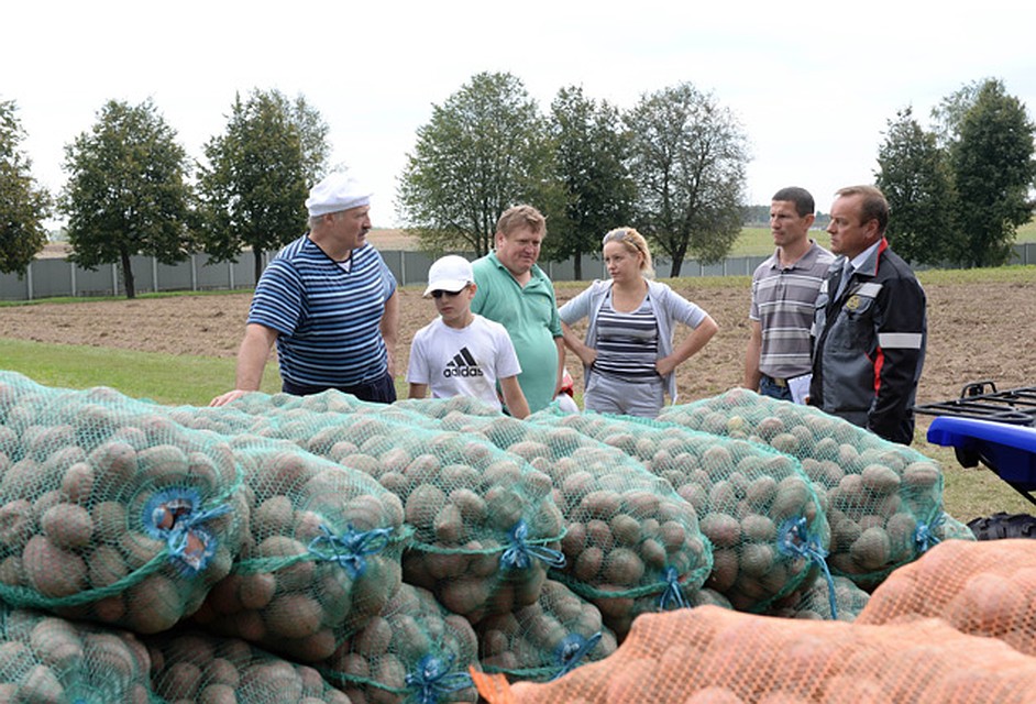 Урожай картофеля в этом году тоже хороший. ФОТО: БелТА.