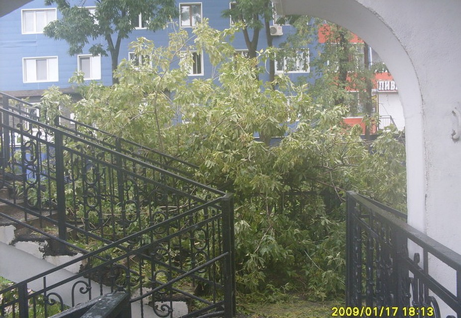 На Некрасовской дерево приземлилось прямо на виадук. Фото: Наталья НОВИКОВА