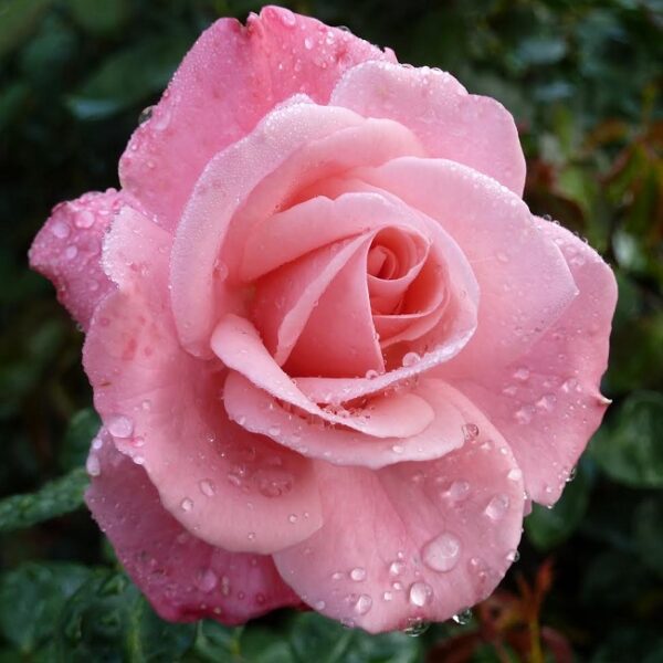 Выставка роз в Аптекарском огороде