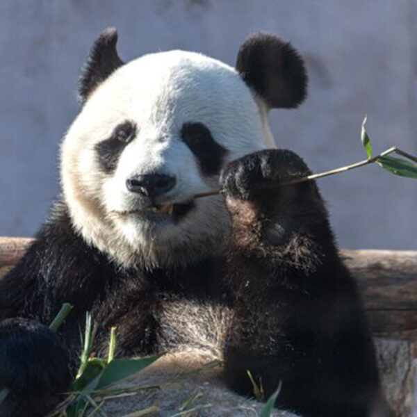 Ночь кино в Московском зоопарке