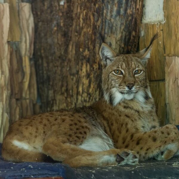 День рождения Ленинградского зоопарка