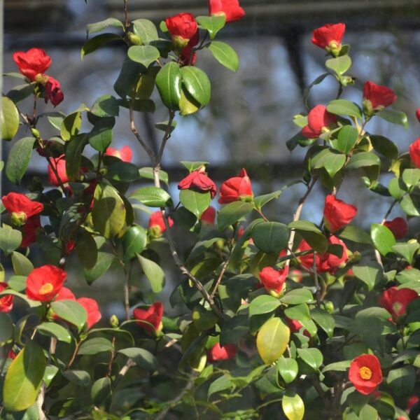 Фестиваль «Дары осеннего сада»