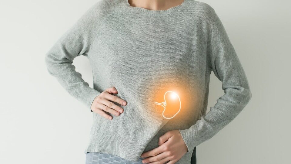 Селезенка человека