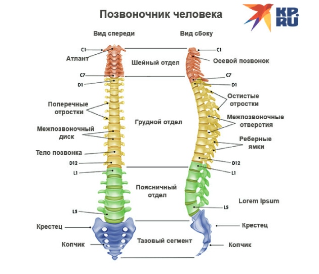 Позвоночник человека
