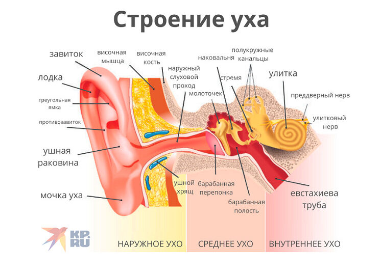 Строение уха
