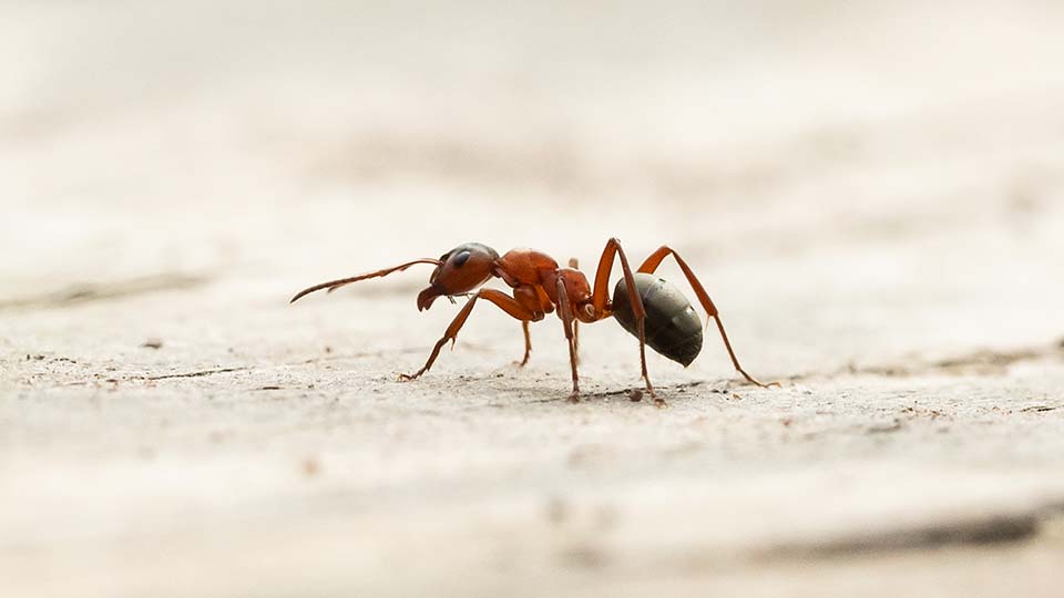 Как избавиться от муравьев в квартире и частном доме раз и навсегда