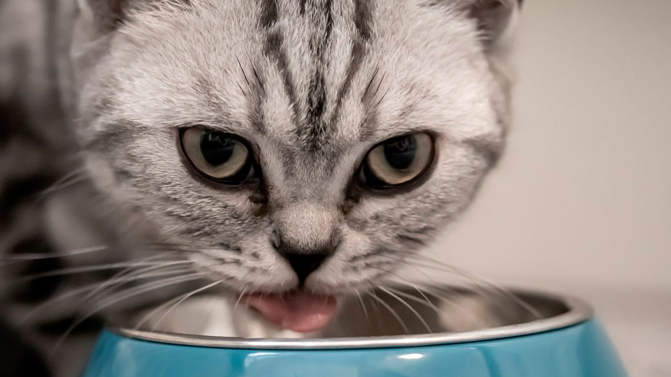 Лучшие влажные корма для стерилизованных кошек в 2025 году