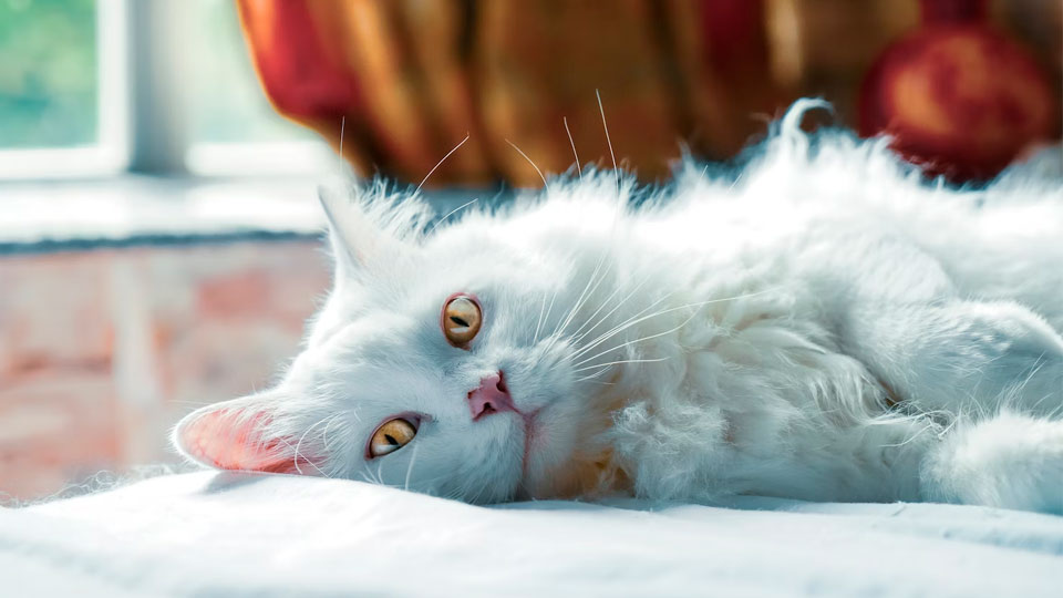 10 лучших паст (мальт пасты) для вывода шерсти для кошек в 2025 году