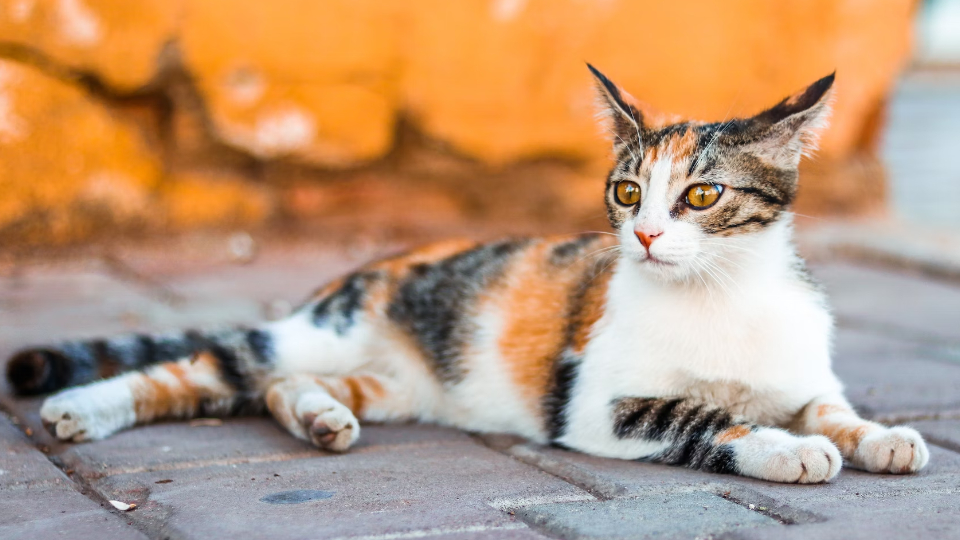 11 лучших препаратов для кошек от гуляния в 2025 году