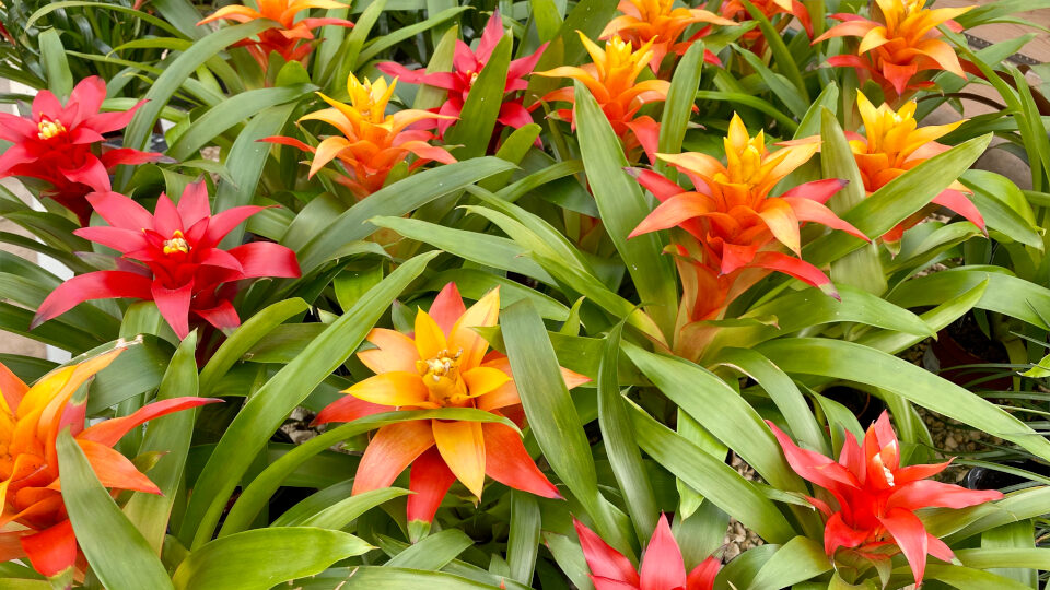 Guzmania
