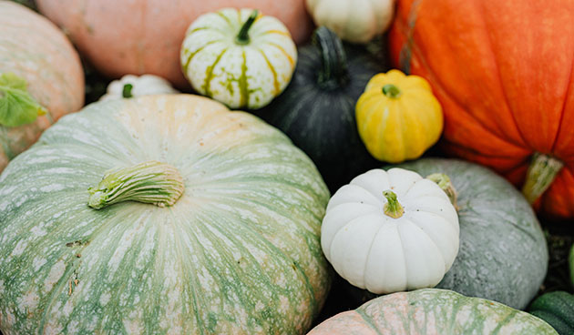 Калорийность тыквы на 100 грамм мякоти