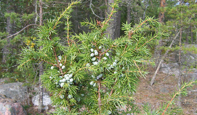 Можжевельник обыкновенный