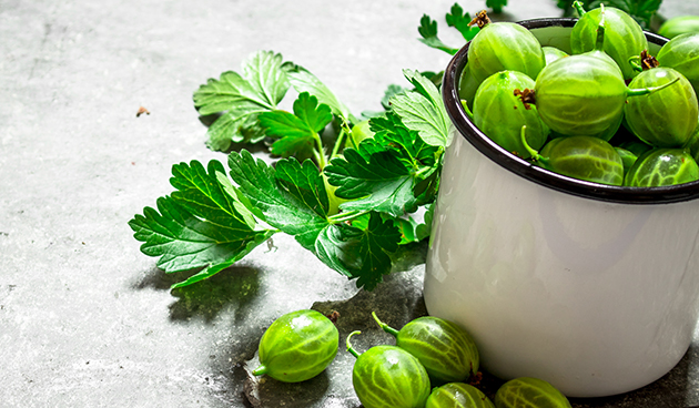 Польза крыжовника