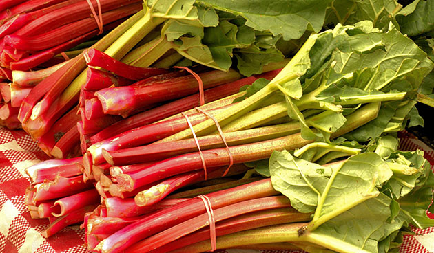 стебли ревеня